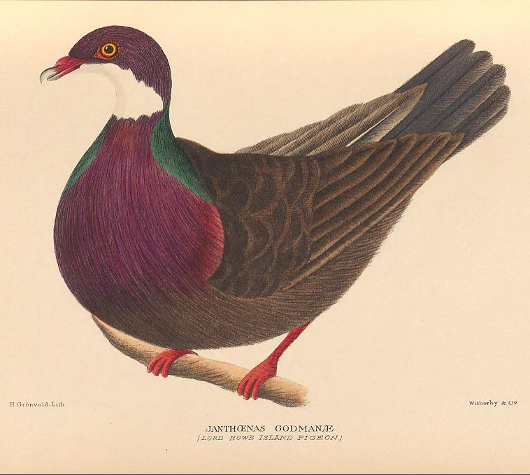 Columba vitiensis godmanae (Whitethroated pigeon, Lord Howe (Island